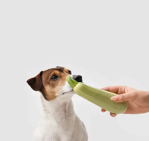 Homem oferecendo abobrinha para cachorro