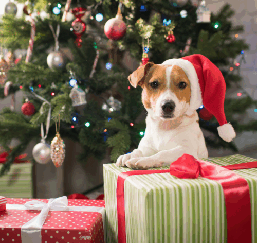 cachorro no natal