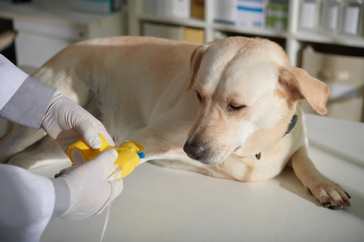 cachorro com doença do carrapato tirando sangue