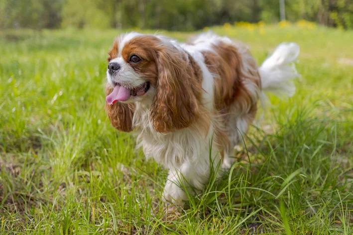 Cachorro da raça Cavalier King Charles
Spaniel