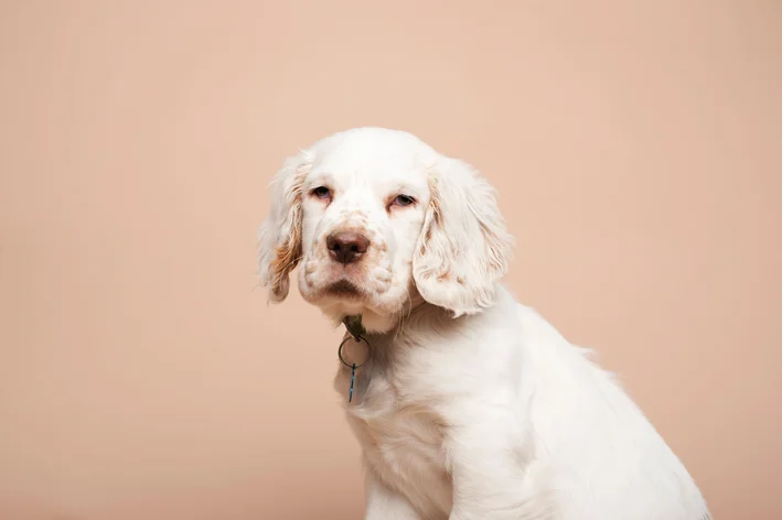 Cachorro da raça Clumber Spaniel