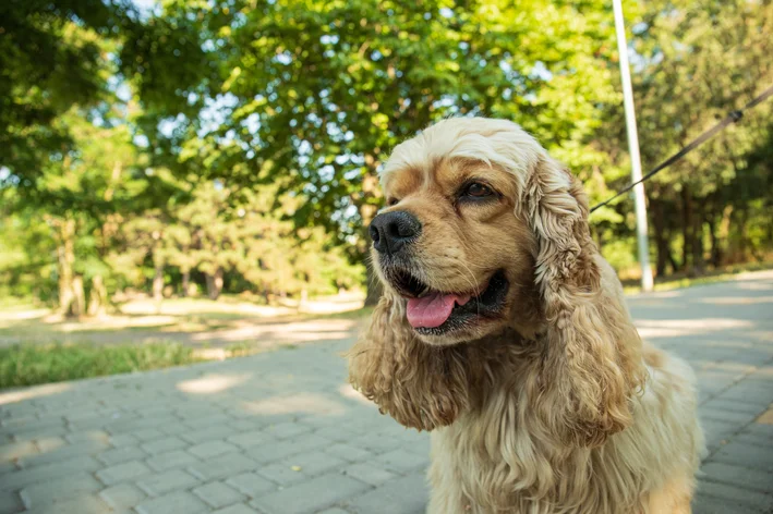 Cachorro da raça Cocker Spaniel Americano
