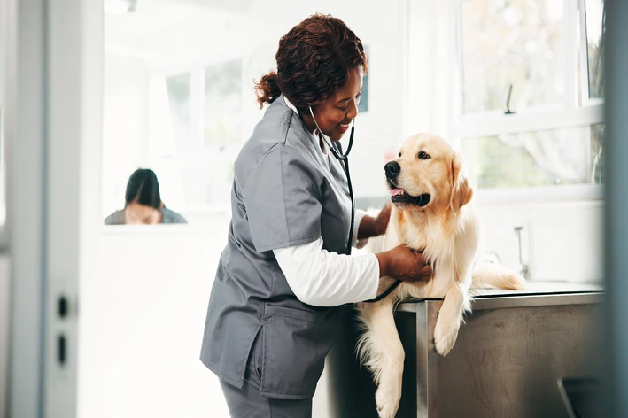 imagem de Erliquiose canina: sintomas, tratamento e como prevenir a doença do carrapato