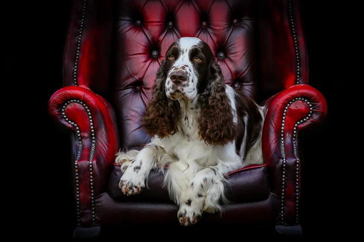 Cachorro da raça Springer Spaniel Inglês