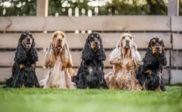 Tipos de Cocker Spaniel