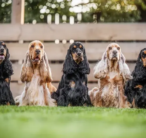 Tipos de Cocker Spaniel