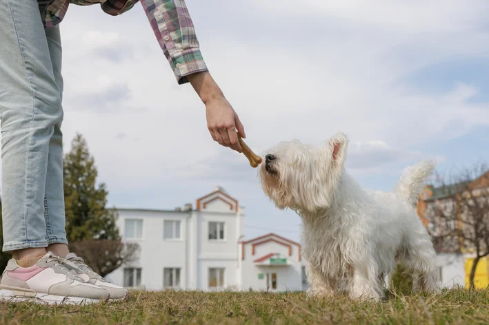 Homem oferecendo um petisco a um cachorro West Highland White Terrier no parque, com casas ao fundo e céu nublado, momento de diversão e cuidado animal.