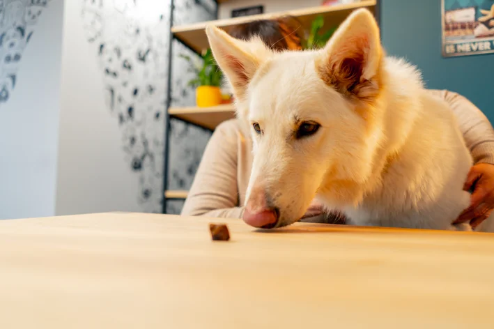 Cachorro da raça Siberian Husky observando uma guloseima em um biscoito, dentro de uma casa moderna