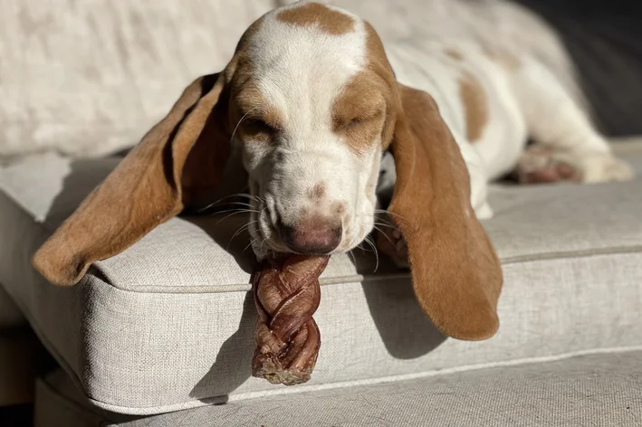 Cachorro deitado com olhos fechados, descansando sobre um sofá com um produto mastigável na boca, em um ambiente aconchegante.