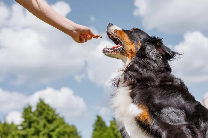 Cachorro da raça Border Collie brincando ao ar livre, recebendo petisco de uma pessoa em um cenário com céu azul, nuvens e árvores ao fundo.