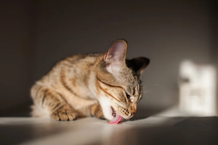 Gato domesticado lambendo o chão, com iluminação suave e fundo escuro.