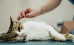 Gato intoxicado com a língua para fora e olhar turvo sendo examinado em uma clínica veterinária.