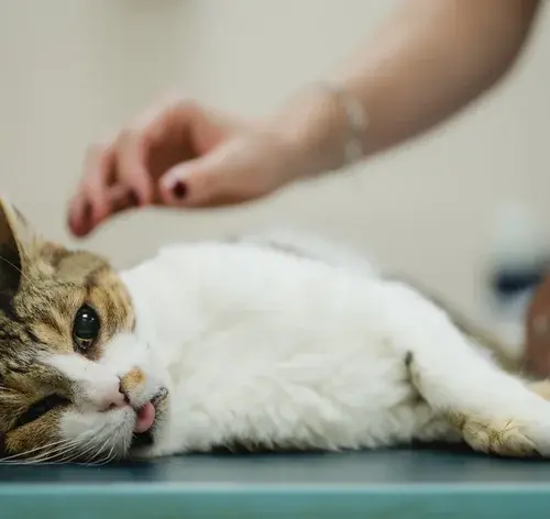 Gato intoxicado com a língua para fora e olhar turvo sendo examinado em uma clínica veterinária.
