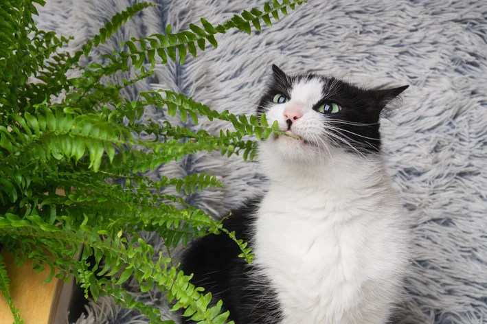 Gato preto e branco com olhos verdes ao lado de uma planta de samambaia, sobre um tapete felpudo cinza, mostrando uma cena aconchegante e natural.
