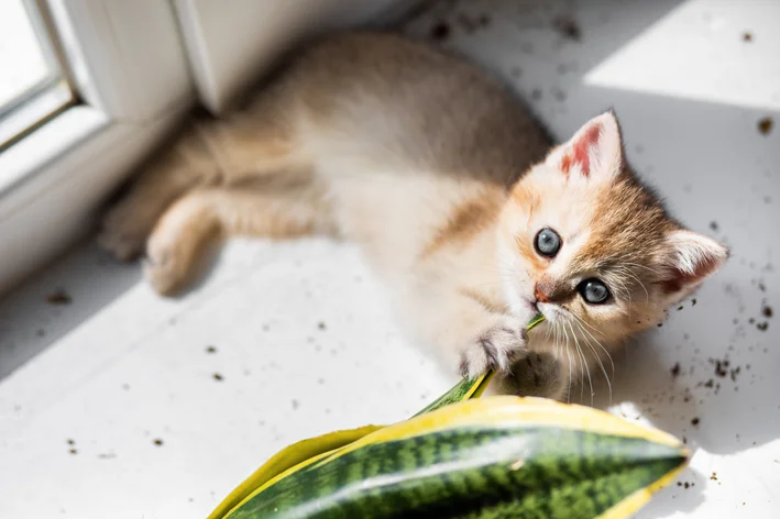 Filhote de gato brincando com uma folha de planta, correndo risco de intoxicação.