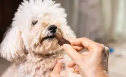 Cachorro de raça pequena recebendo petisco de uma pessoa, com foco na atenção ao momento de alimentação e carinho com o animal.