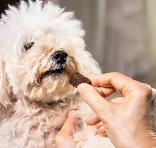 Cachorro de raça pequena recebendo petisco de uma pessoa, com foco na atenção ao momento de alimentação e carinho com o animal.