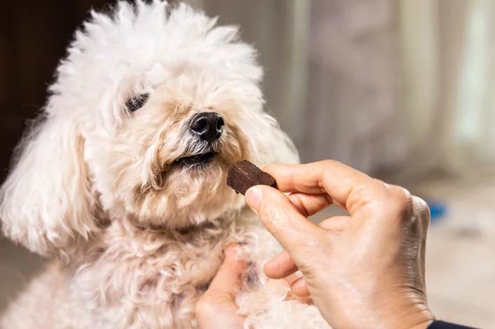 Cachorro de raça pequena recebendo petisco de uma pessoa, com foco na atenção ao momento de alimentação e carinho com o animal.