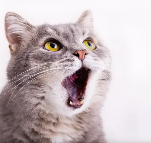 gato miando muito