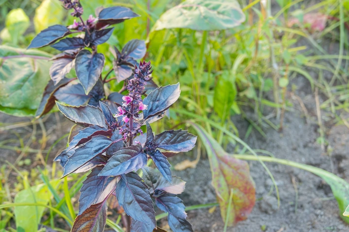 planta manjericão roxo no jardim