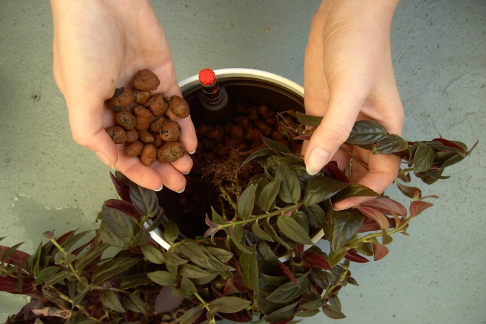 Como plantar Columeia