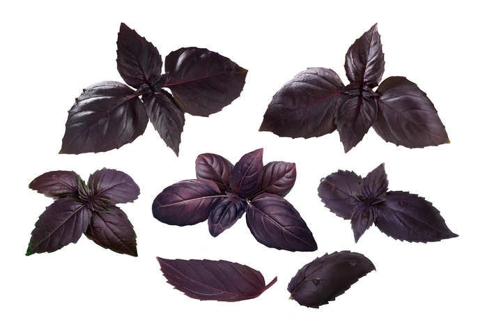 Ocimum basilicum var. purpurascens