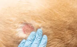 manchas vermelhas em cachorro