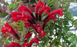 Columeia (Columnea hirta)