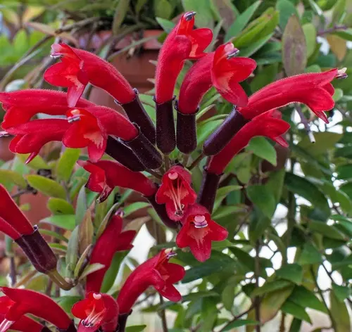 Columeia (Columnea hirta)