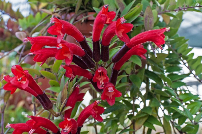 Columeia (Columnea hirta)