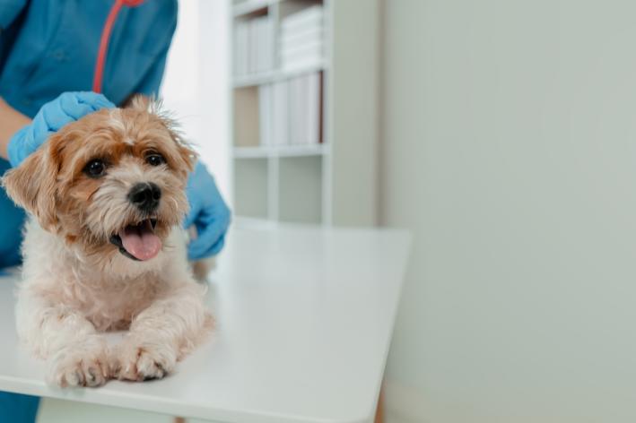 veterinário olhando mancha vermelha na pele de cachorro