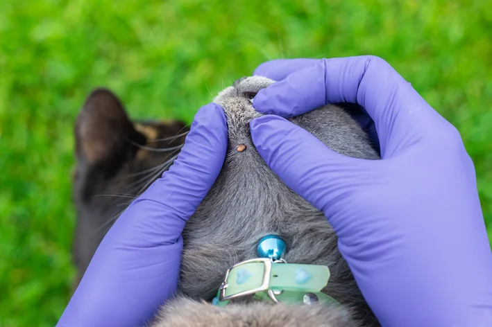 Pessoa tirando um carrapato de um cachorro