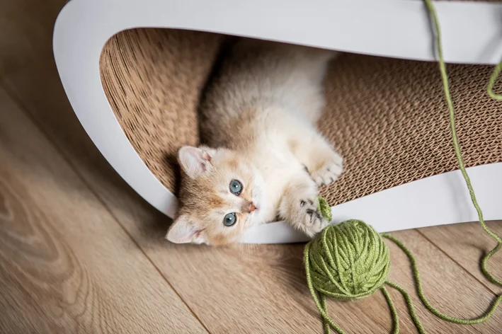 Gatinho laranja com olhos azuis jogando uma bola de lã verde, brincando dentro de um arranhador.