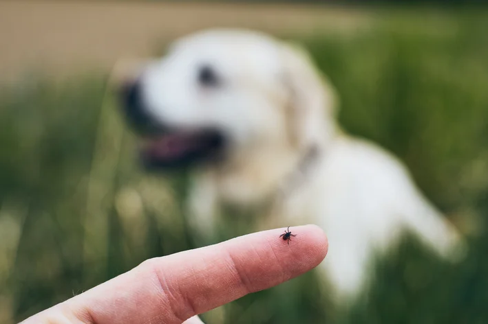 Cachorro Labrador com pessoa segurando um carrapato na ponta do dedo em ambiente ao ar livre.