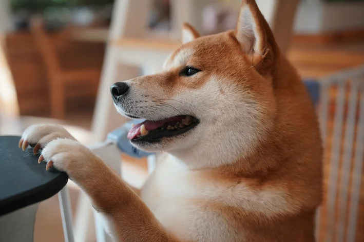 Cachorro da raça Shiba Inu aguardando a refeição encostado em uma mesa.