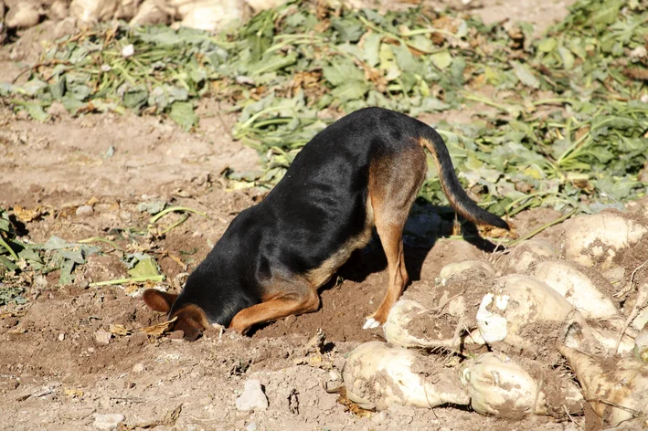 Cão cavando a terra com uma pilha de inhames ao seu lado.