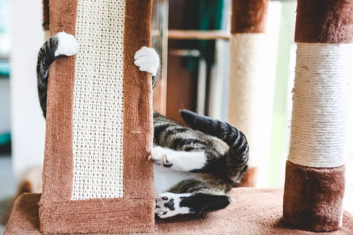 Gato brincando com um arranhador, brinquedo para pets que estimula atividade física e mantém os gatos entretidos.