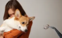 Dona de um cachorro, segurando-o no colo, enquanto uma pinça segura um carrapato próximo ao animal, destacando a importância do controle de carrapatos em pets.