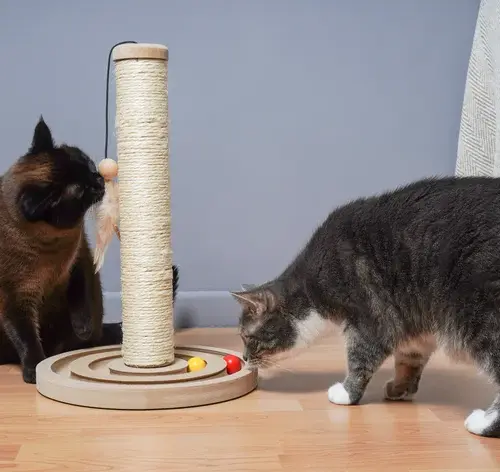 Dois gatos brincando com um brinquedo de arranhador e bola, um preto e outro cinza e branco, em ambiente interno com piso de madeira.