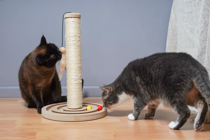 Dois gatos brincando com um brinquedo de arranhador e bola, um preto e outro cinza e branco, em ambiente interno com piso de madeira.