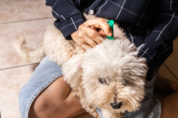 Pessoa aplicando um antipulgas em carrapatos em pipeta em um cachorro.