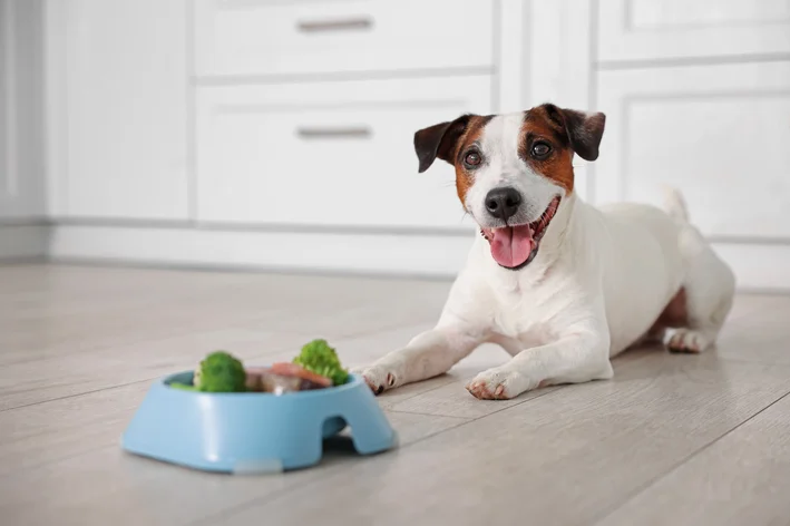 Cachorro feliz deitado no chão ao lado de uma tigela de alimentação com produtos naturais, dentro de casa bem iluminada.