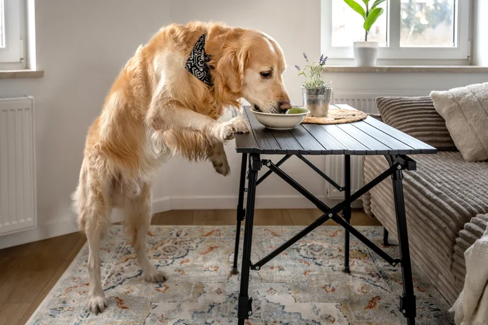 Cachorro Golden Retriever com laço preto com branco, comendo de um pote de comida ao lado de uma sala de estar moderna.