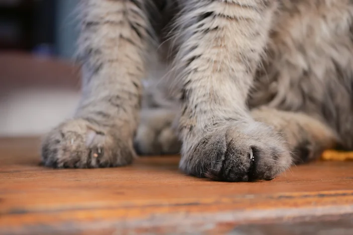 Imagem próxima de patas de um gato sobre uma superfície de madeira, destacando detalhes das garras e texturas da pelagem.