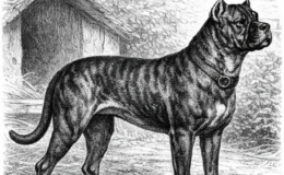 Ilustração histórica de Bullenbeisser (bulldog alemão)