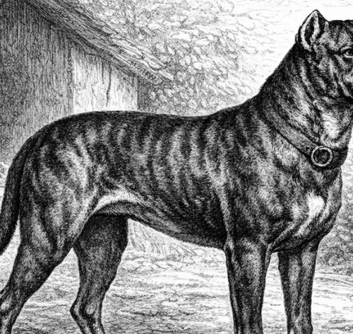 Ilustração histórica de Bullenbeisser (bulldog alemão)