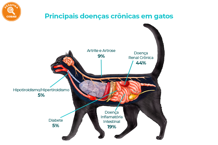 infográfico da Cobasi sobre as principais doenças crônicas em gatos
