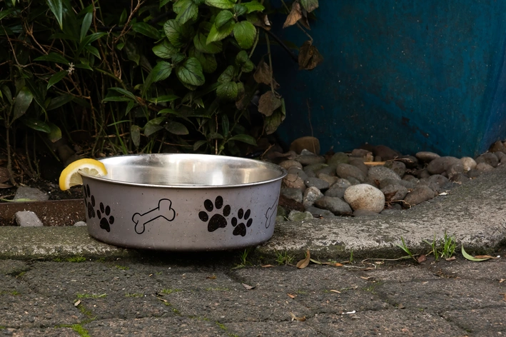 pode dar limão para cachorro