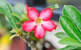 adenium rosa-do-deserto