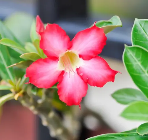 adenium rosa-do-deserto